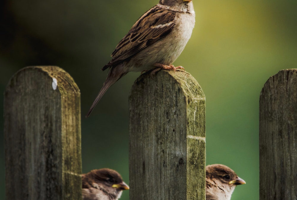 THE MIDDLE AGES — In the company of sparrows