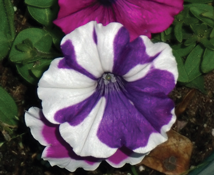 CHEWED PETUNIAS—Finding Space for Pain