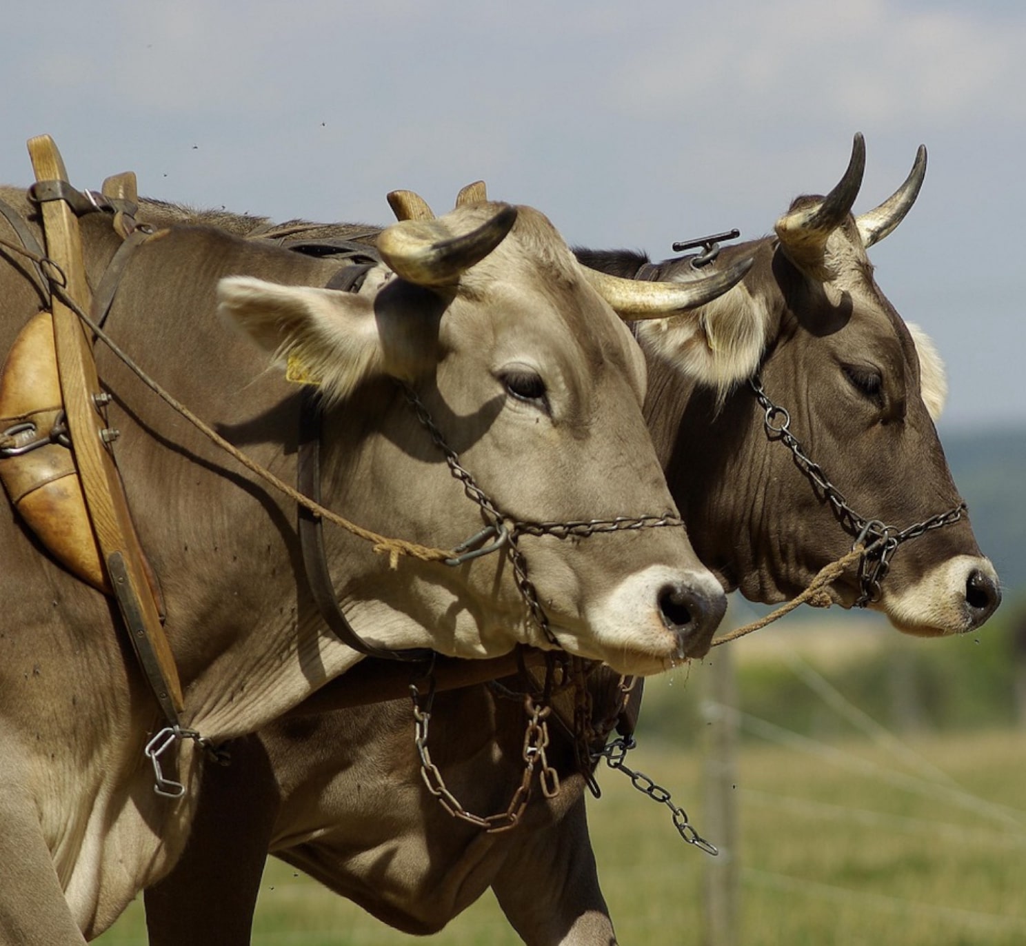 yoked oxen